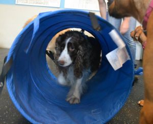 Stella, Springer Spaniel trying out the agility tunnel