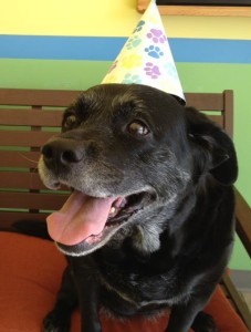 Casey, Labrador Retriever on her 11th birthday