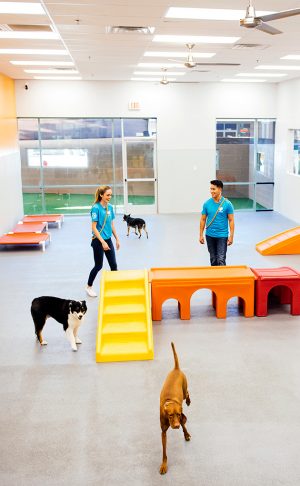 Playful dogs running in playroom