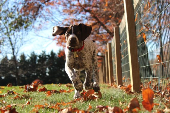 Dog running outside on grass with autumn leaves