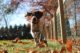 Dog running outside on grass with autumn leaves