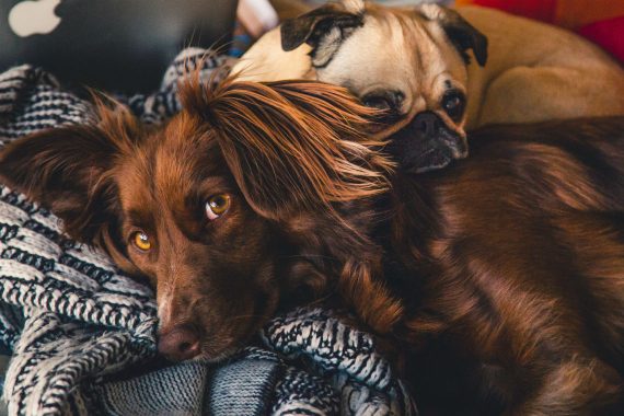 Ultimate Online Dog Owners Summit