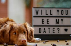 Dog lying on floor with "will you be my date?" sign beside them