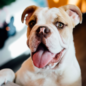 Small dog looking at camera with tongue out