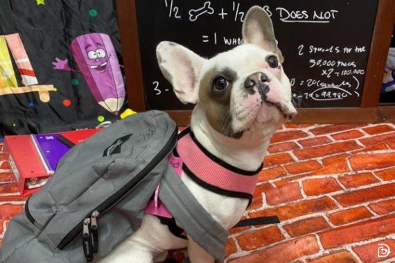 A French Bulldog breed wearing a grey backpack sitting in front of a school-related backdrop at Dogtopia daycare