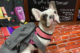 A French Bulldog breed wearing a grey backpack sitting in front of a school-related backdrop at Dogtopia daycare