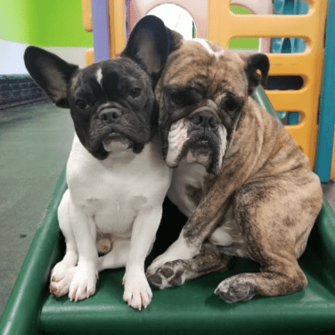 Dog best friends in Dogtopia playroom