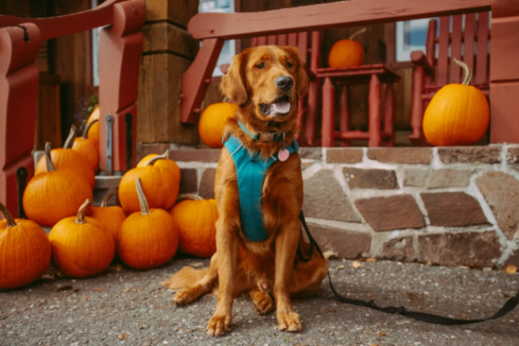 A dog sitting in front of a house that has a small group of orange pumpkins