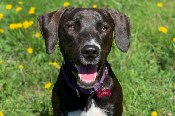 A black dog in a field of yellow flowers