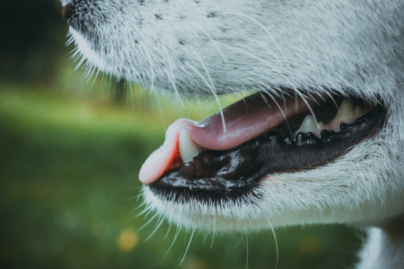 A close-up of a dog's open mouth