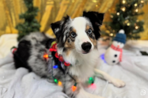 A dog laying in front of a holiday festive background with a snowman and lit Christmas tree wearing loose-fitting Christmas lights around them