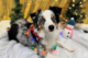 A dog laying in front of a holiday festive background with a snowman and lit Christmas tree wearing loose-fitting Christmas lights around them