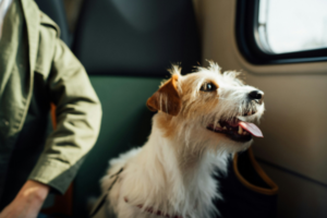 A small tarrier breed dog sitting on a seat traveling beside owner.