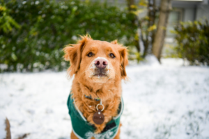 A dog outside in the snow wearing a green sweater