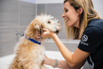 Dogtopia worker petting a dog in spa bath