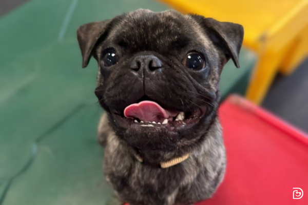 A pug breed sitting on play equipment in Dogtopia daycare playroom.