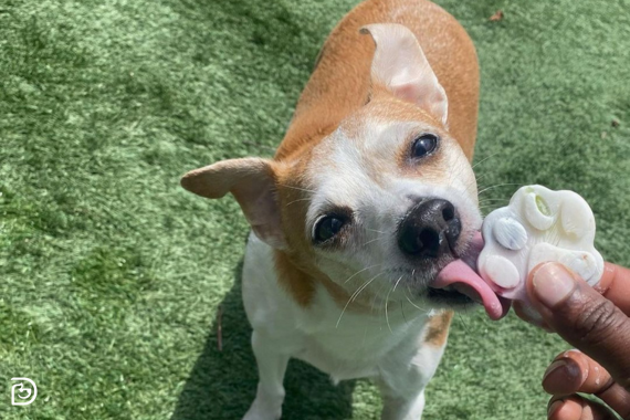 Dog licking frozen treat
