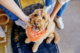 Dog sitting on ground looking up at camera and wearing an orange Dogtopia handkerchief with Dogtopia logo