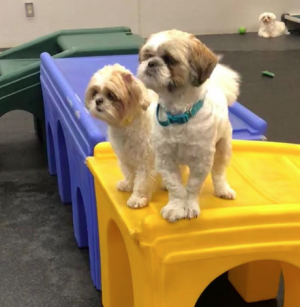 Best Furry Friends Forever