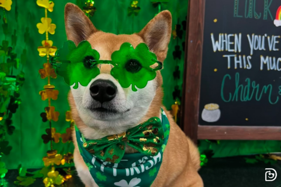 A brown dog wearing green glasses for St. Patrick's Day