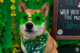 A brown dog wearing green glasses for St. Patrick's Day