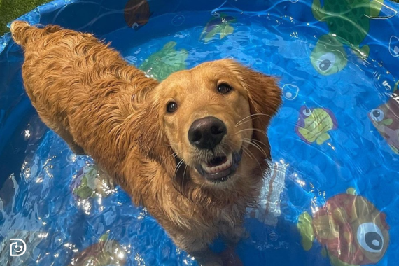 Dog standing in small shallow pool