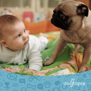 Baby and Pug