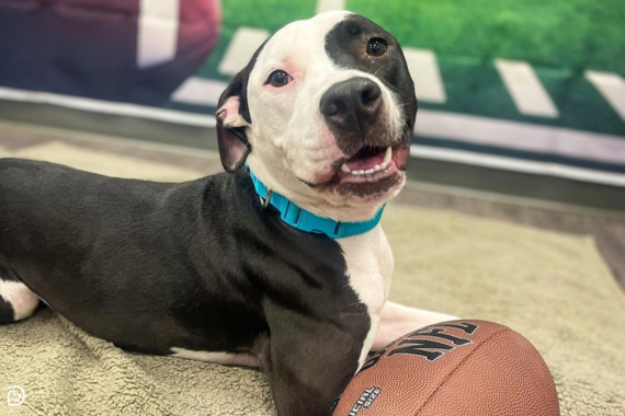 Dog, Staffordshire breed, laying on blanket next to football in front of backdrop of a football field.