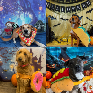 A collage of photos of dogs wearing plush food-related Halloween costumes at Dogtopia daycare