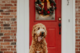 Dog sitting outside in front of a house with red door and a holiday wreath.