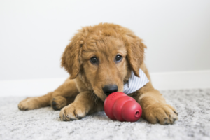 Dog, Golden Retriever breed, playing with red KONG toy on the floor