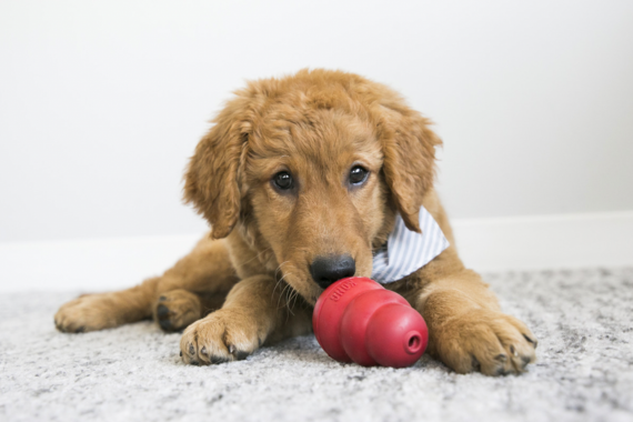 Dog, Golden Retriever breed, playing with red KONG toy on the floor