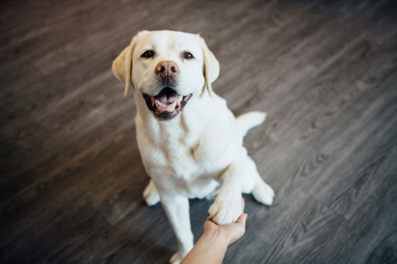 A white Labrador dog holding out its paw