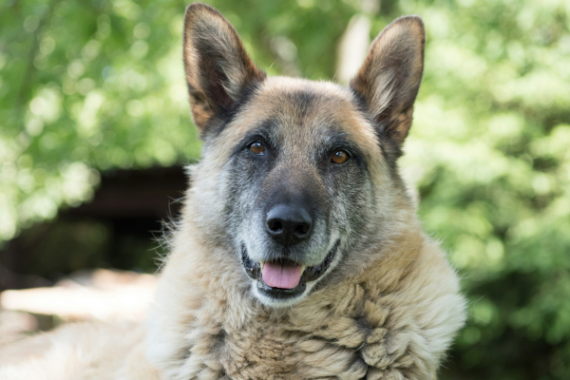 A German Shepherd dog laying on grass outside